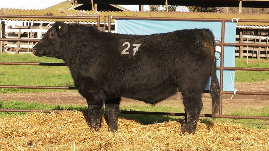 Lote TOROS ANGUS NEGROS PC