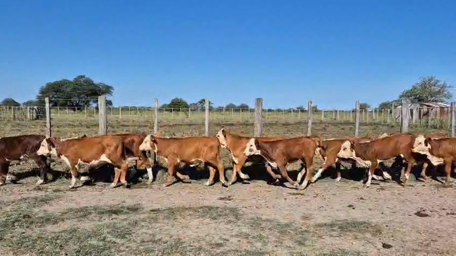 Lote 250 Terneras en Corrientes, Curuzu Cuatia