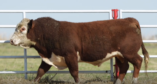Lote TOROS GENERALES, CONTROLADOS Y REGISTRADOS