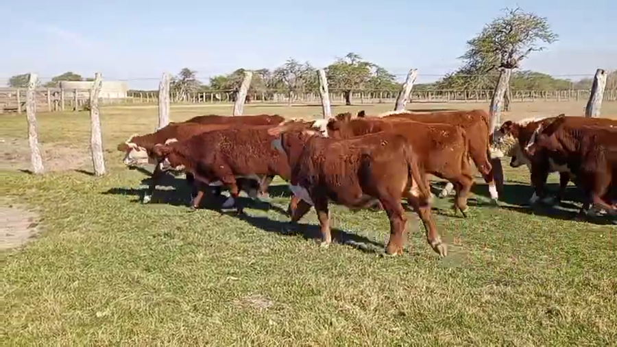 Lote 66 Terneros