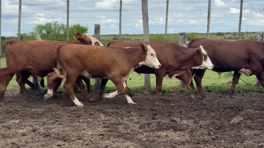 Lote 100 Novillitos
