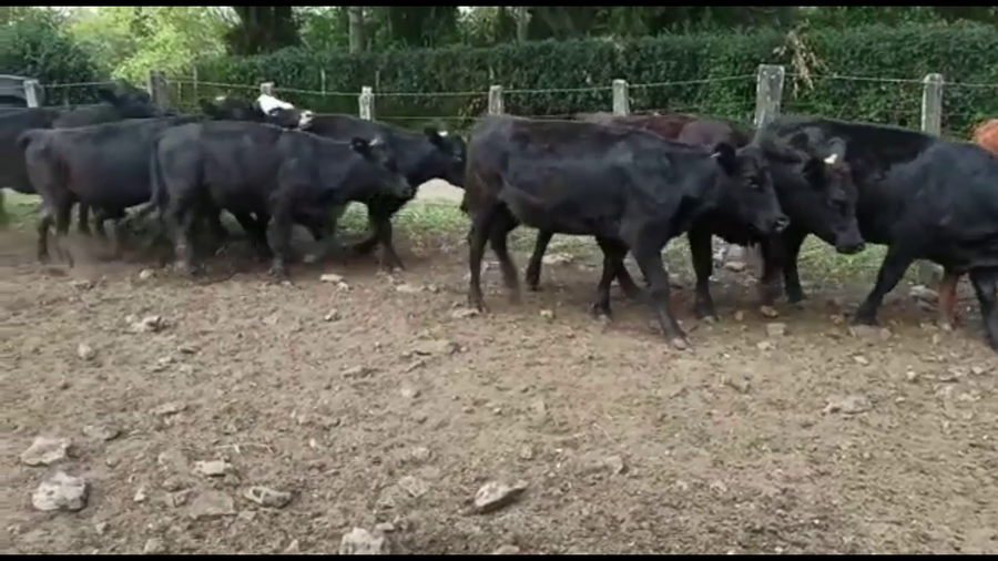 Lote VAQUILLONAS PREÑADAS