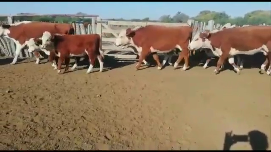 Lote 69 Vacas nuevas C/ cria en Federal, Entre Ríos