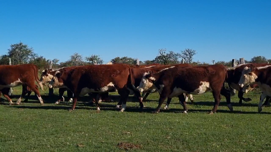 Lote 17 Vaquillonas C/ gtia de preñez