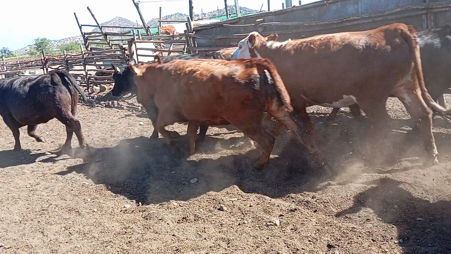Imagen 1 del Lote Lote 20 Vaquilla Gorda en Codegua, VI Región O-Higgins