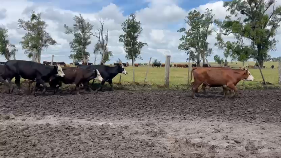 Lote VACAS DE INVERNADA