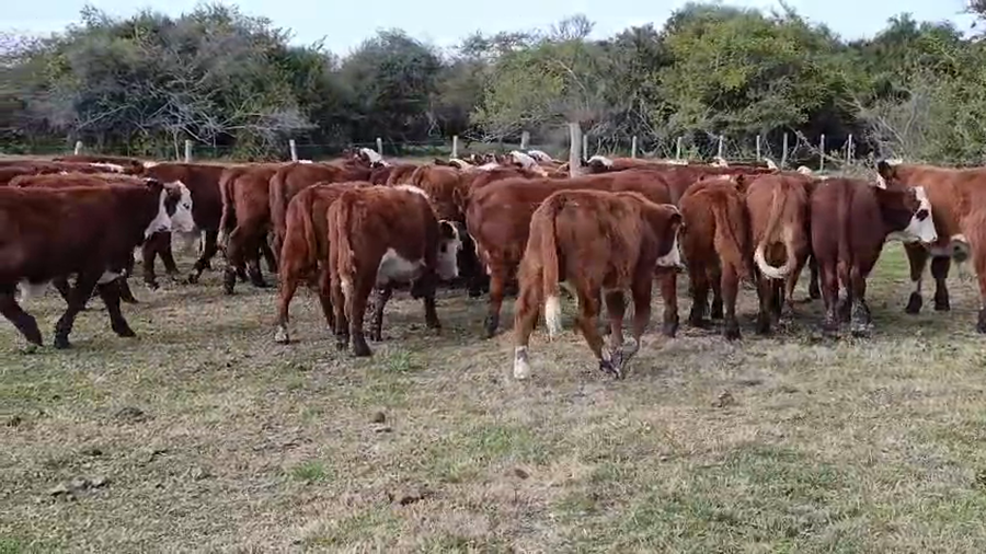 Lote 90 Terneros