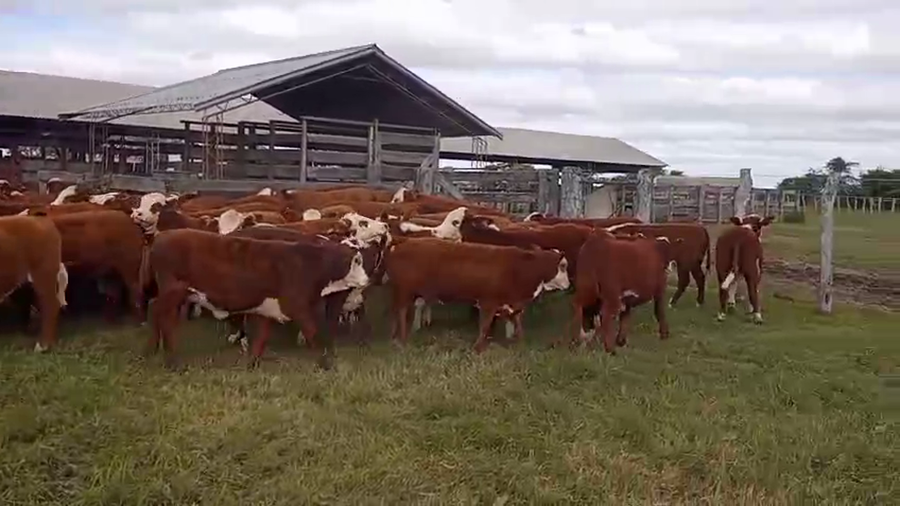 Lote 70 Terneras en Corrientes, Mercedes