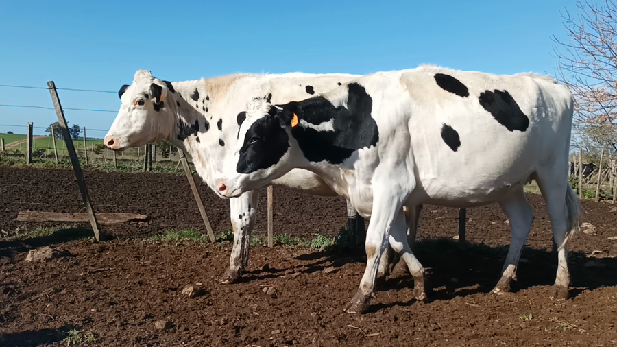 Lote 2 Vaquillonas preñadas en San José , San José