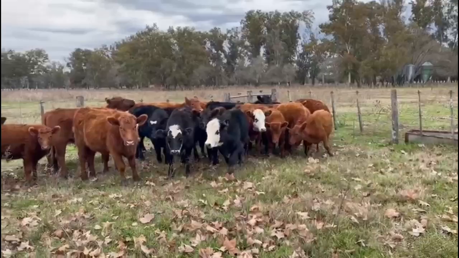 Lote 17 Terneras
