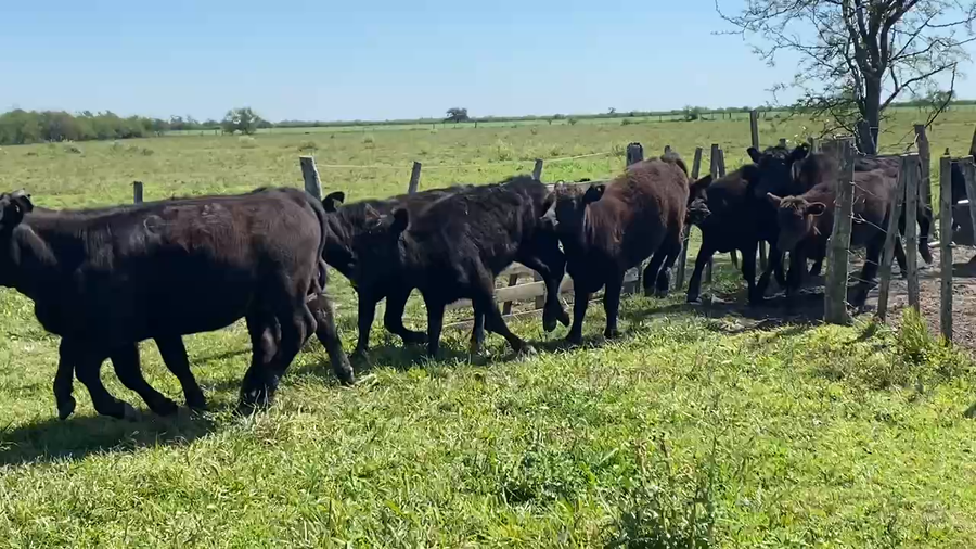 Lote 70 Terneras en Sauce, Corrientes