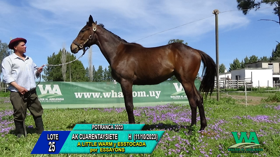 Lote AK CUARENTAYSIETE