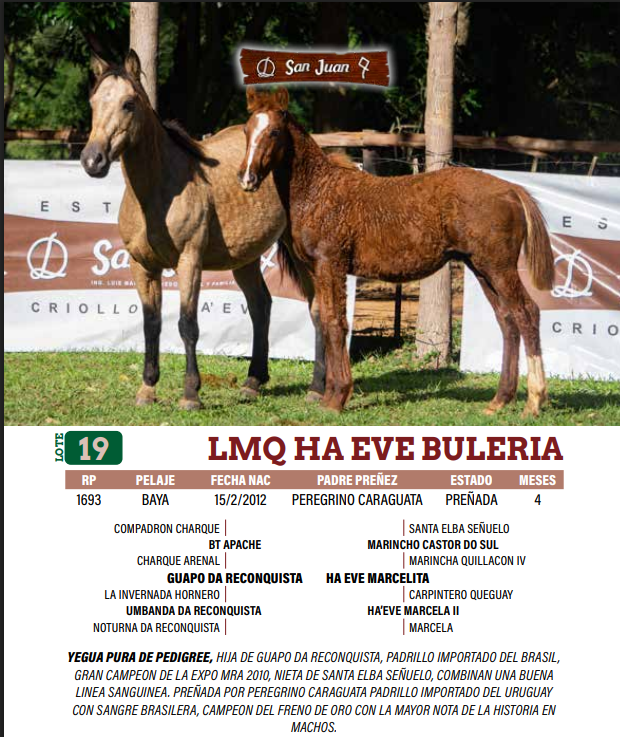 Lote LOTE 19