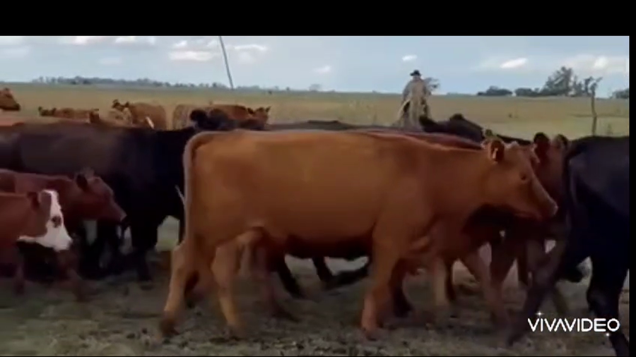 Lote 122 Terneros/as