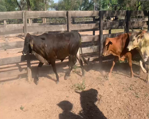 Lote 50 Novillitos en Juan José Castelli, Chaco