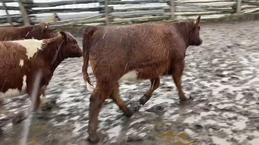 Lote 12 Ternera en XI Región Aysén, Aysén