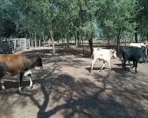 Lote 65 Terneros en Monte Quemado, Santiago del Estero