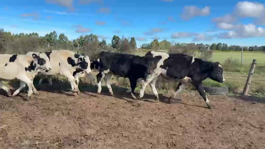 Lote TERNEROS