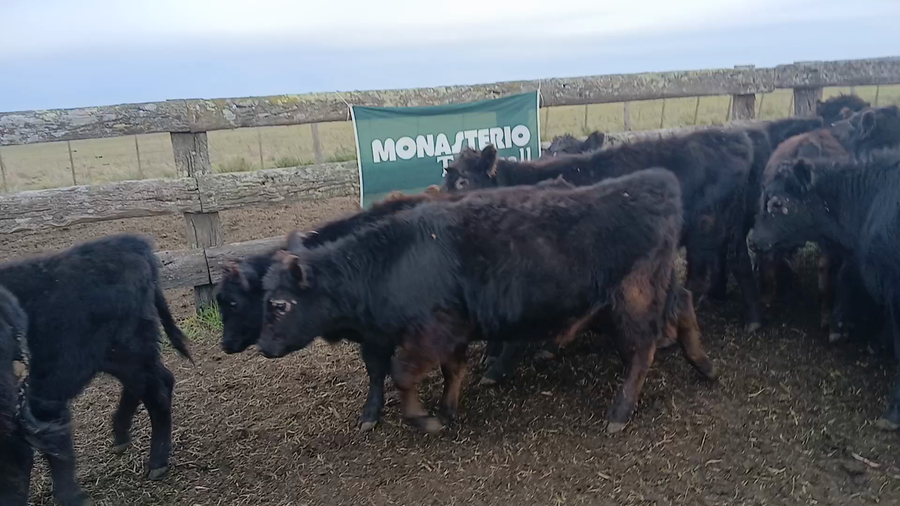 Lote 30 Terneras en Buenos Aires, Benito Juárez