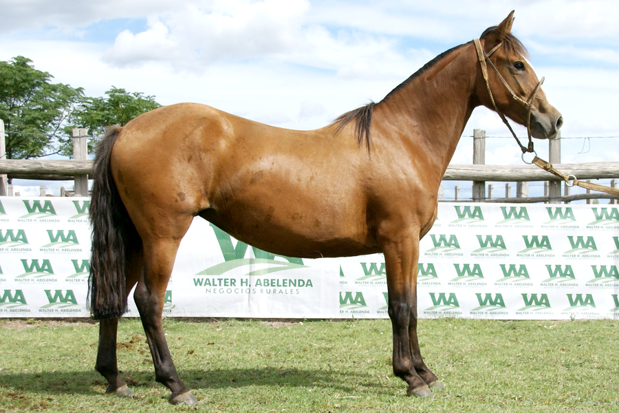 Lote GATA FACEIRA JA