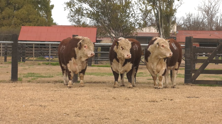 Lote TOROS P. HEREFORD PURO REGISTADRO