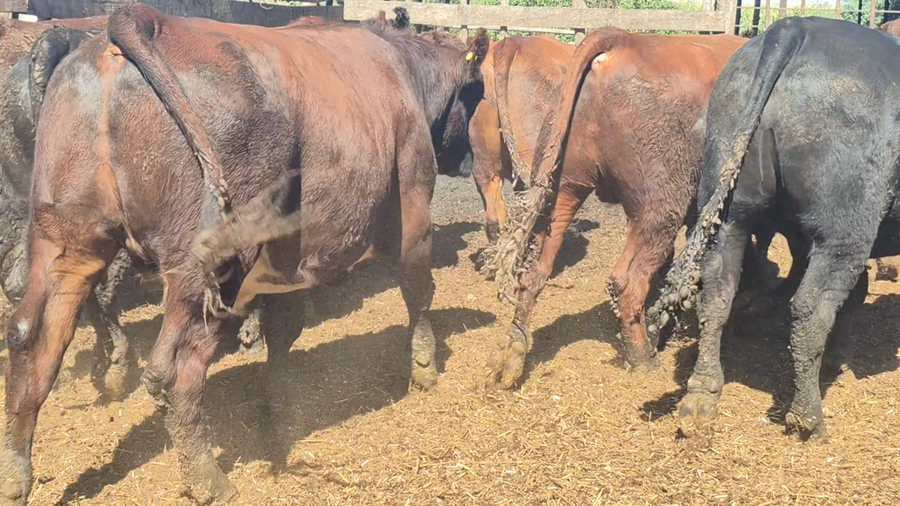 Lote 45 Novillo Gordo en Yerbas Buenas, VII  Región Maule