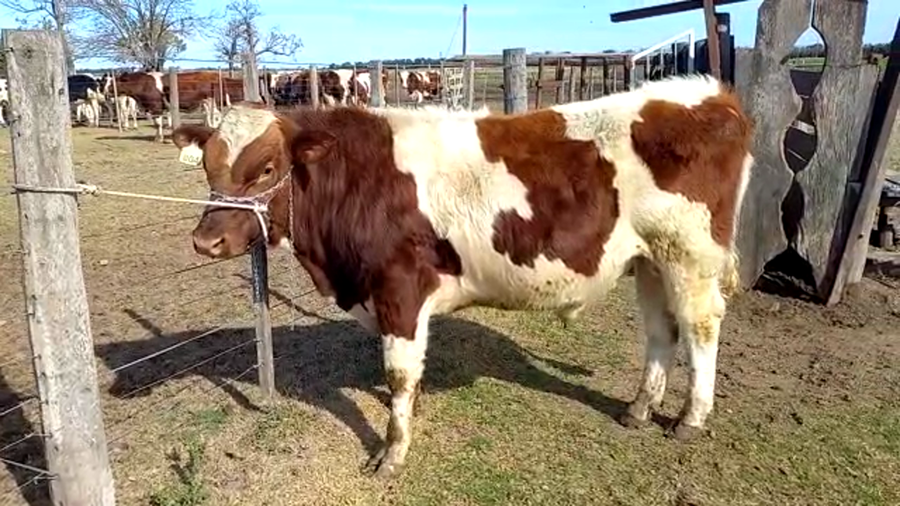 Lote Suc. de Santiago Vaschetto