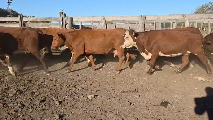 Lote 32 Vacas de invernar