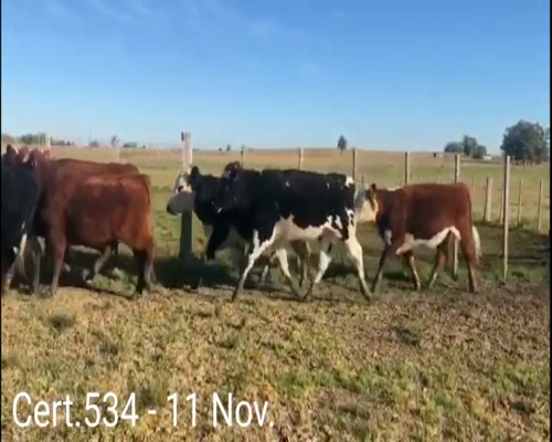 Lote (Vendido)11 Novillos  2 RA/ HE - 6 AA/ HE - 1 HE - 1HO  a remate en Remate virtual de Coco Morales & Asoc. 444kg -  en  10 KM DE SAN JACINTO