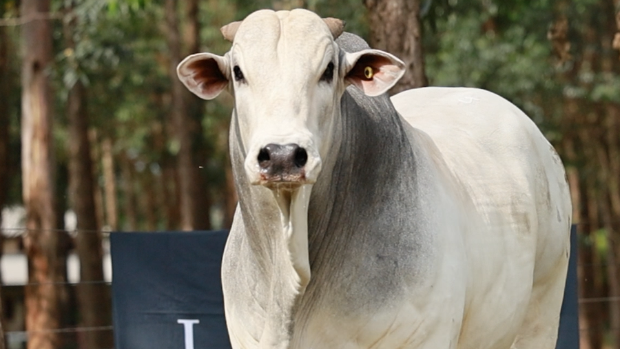 Lote LOTE 75
