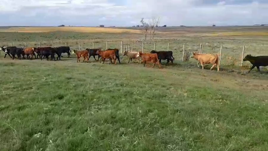 Lote 20 Terneros a remate en Pantalla Camy, San José