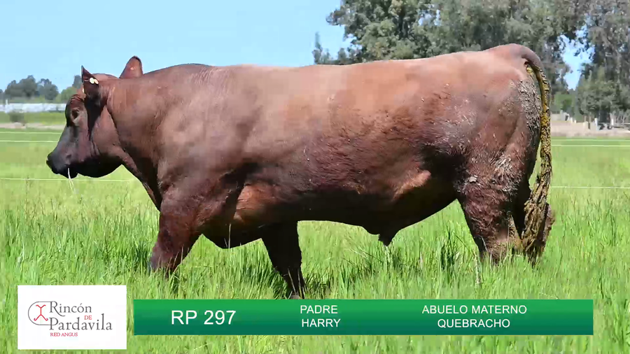 Lote TOROS RINCON DE PARDAVILLA