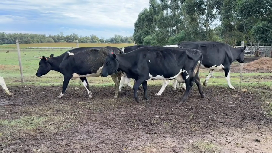 Lote VACA DE INVERNADA