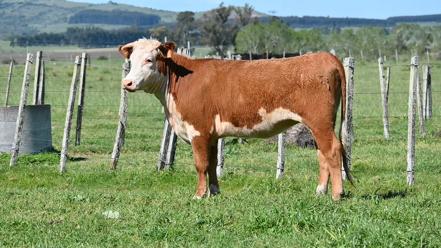 Lote 3 Vaquillonas  a remate en La Lorencita, Lavalleja