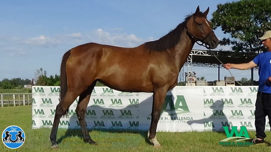 Lote LADY QUIXOTE (Brz)