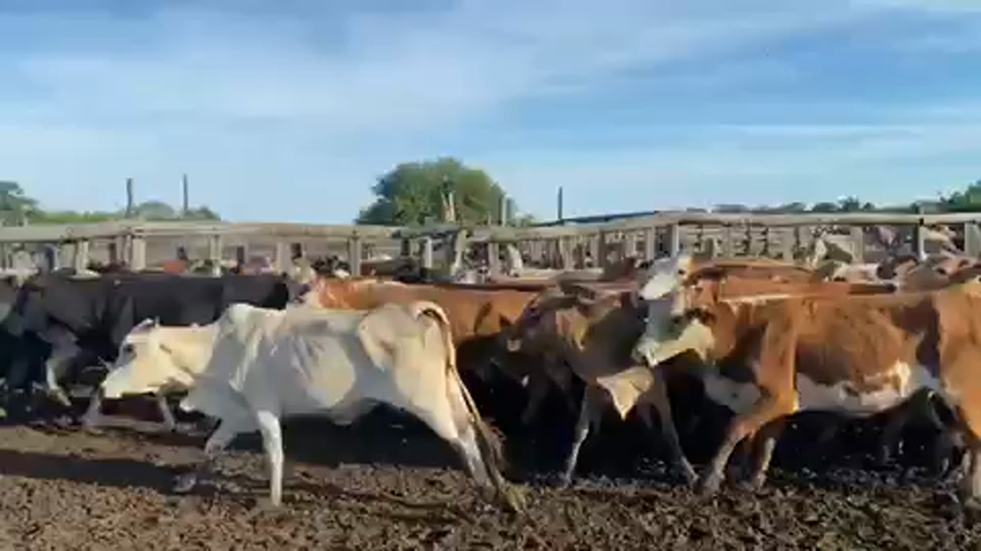 Lote 98 Vacas nuevas Preñadas en Pto. Eva Perón, Chaco