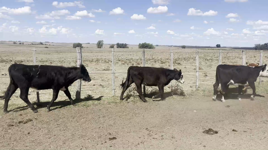 Lote 50 Novillos y Vaquillonas 1 a 2 años en San Gerónimo, Florida