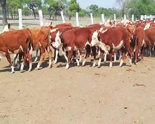 Lote 70 Terneras en Federal, Entre Ríos