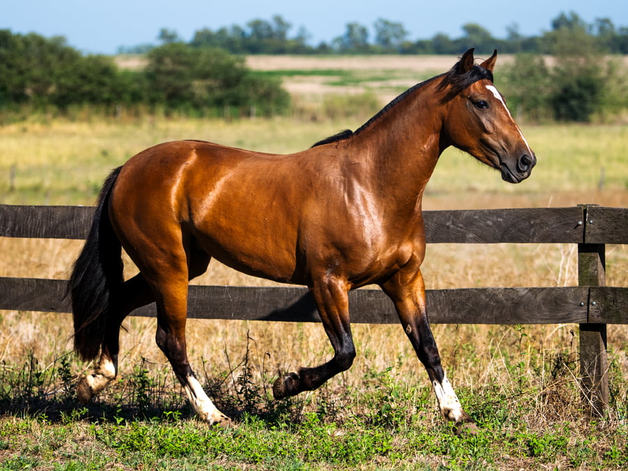 Lote OLLAGUA BRUJERIA