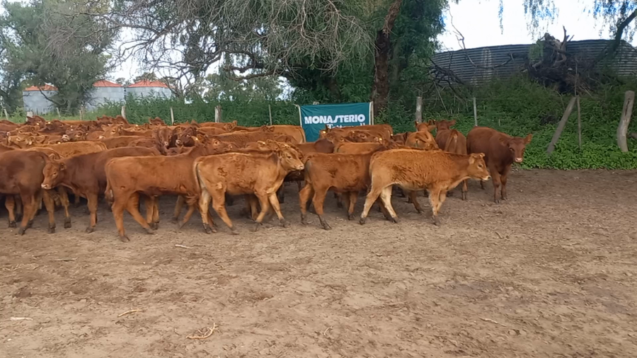 Lote 70 Terneros en Daireaux