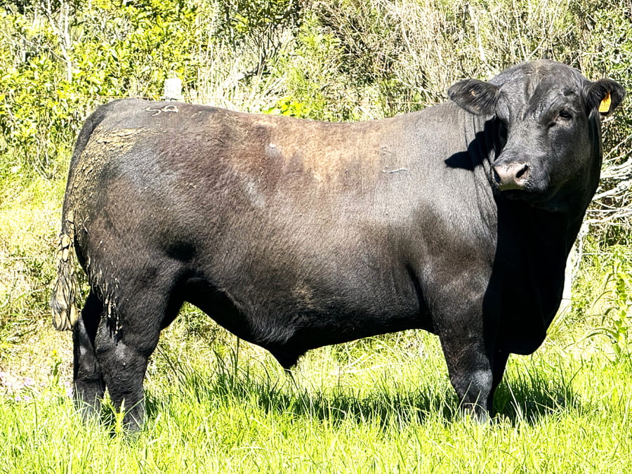 Lote Toros a remate en 4º Remate Don Nestor, Rocha