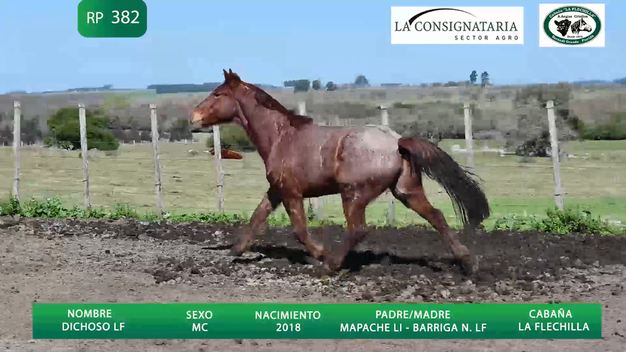 Lote Dichoso LF