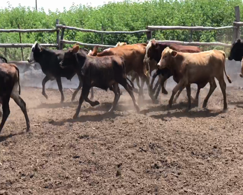 Lote 120 Terneros en Misión San Fco., Formosa