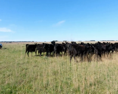 Lote Vaquillonas Angus Vacias en Olavarria, PBA.-