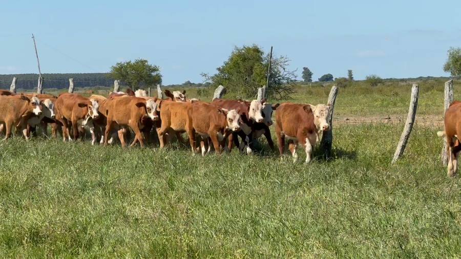 Lote 35 Terneros en Corrientes, Mercedes