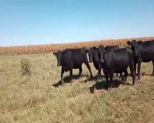 Lote 35 VAQUILLONAS PREÑADAS, EN GRAL. PINTO, PCIA. BS. AS.