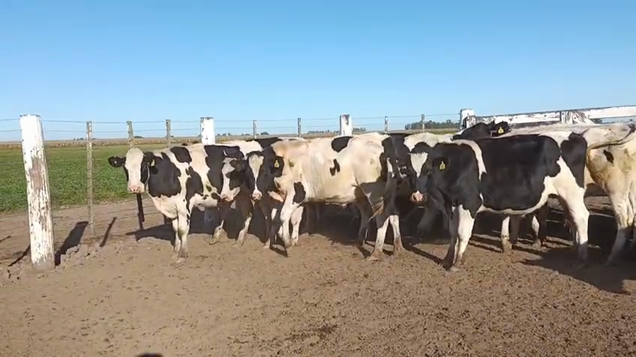 Lote 33 Novillos Holando Argentino en San Guillermo, Santa Fe