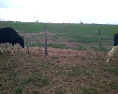 Lote Lote 84 Rivorosa Sergio