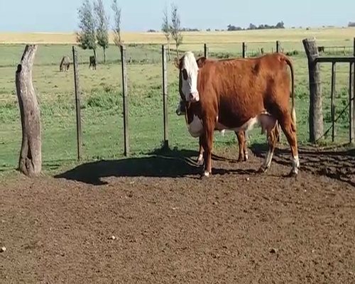 Lote (Vendido)2 Piezas de cría HE en RUTA 12