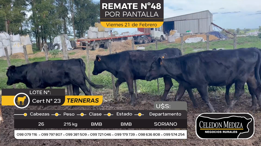 Lote 26 Terneras en Otra Localidad, Soriano